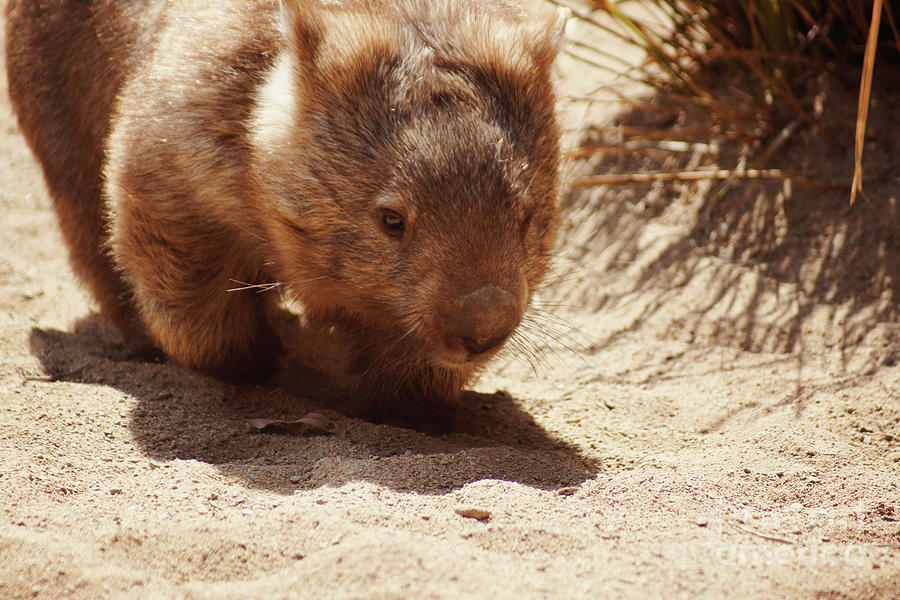 Common Wombat Photograph by Cassandra Buckley