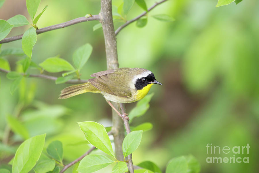 Common Yellowthroat Warbler Series Photograph by Jeannette Hunt