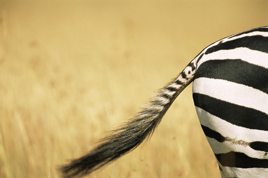 Common Zebra Behind And Tail Photograph by James Warwick