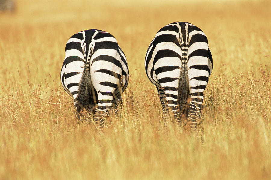 Common Zebra Behinds Photograph by James Warwick