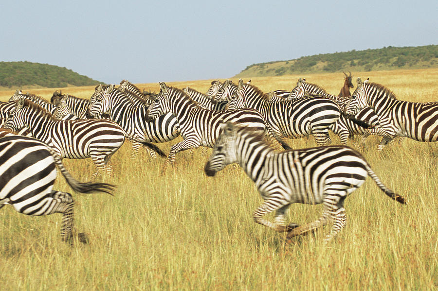Common Zebra Herd Galloping Photograph by James Warwick