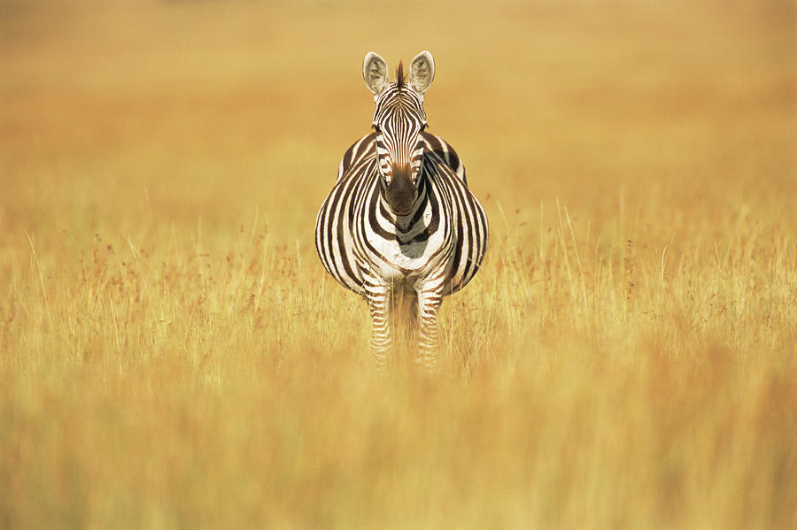 Common Zebra In Sea Of Grass Photograph by James Warwick