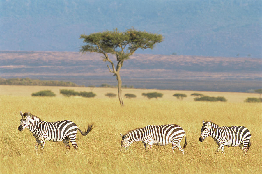 Common Zebras And Desert Date Photograph by James Warwick