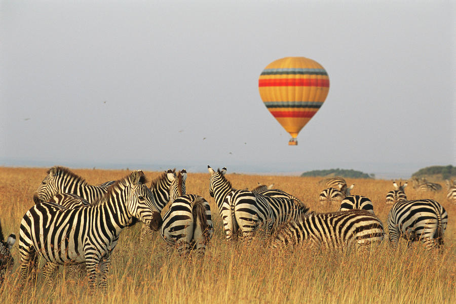 Common Zebras And Hot Air Balloon Safari Photograph by James Warwick