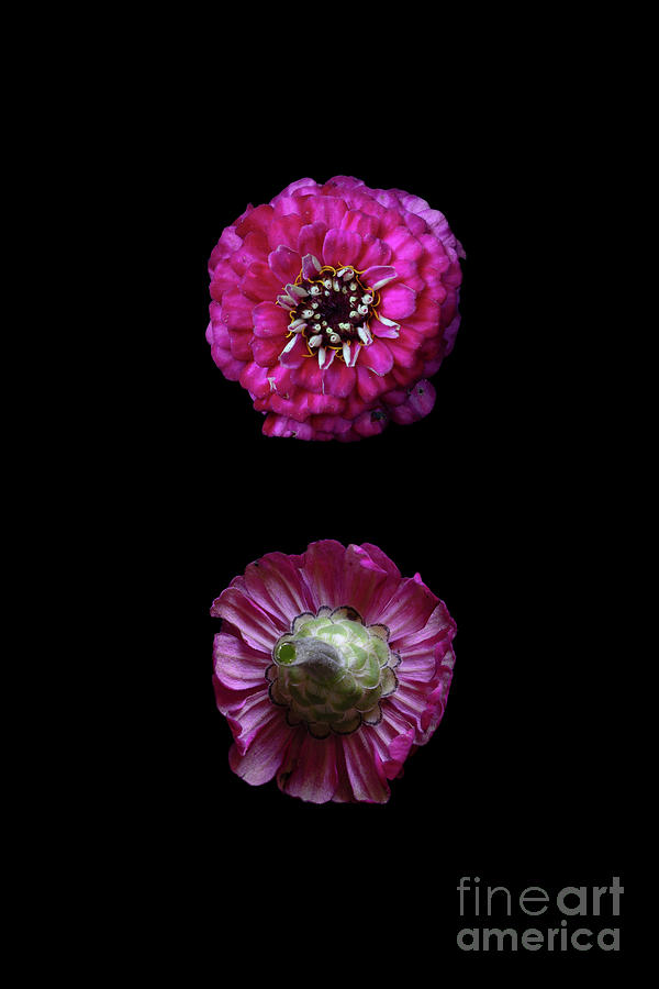 Flower Photograph - Common Zinnia (zinnia Elegans lilliput Purple) Flower by Riccardo Bianchini/science Photo Library