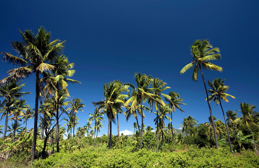 Comoros, Anjouan, Coconut Grove Photograph by Tropicalpixsingapore