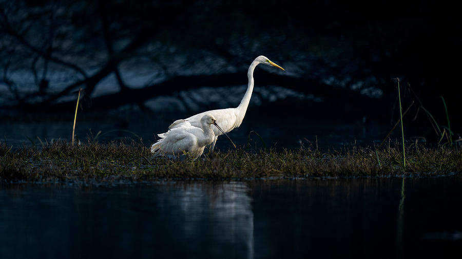 Companionship Photograph by Mayank - Fine Art America