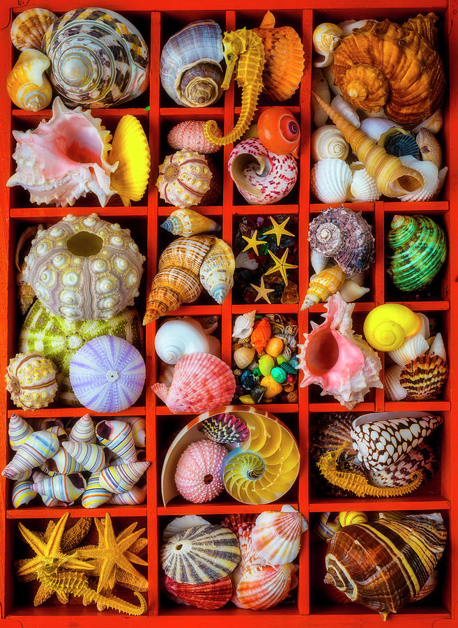 Compartments Full Of Seashells Photograph by Garry Gay