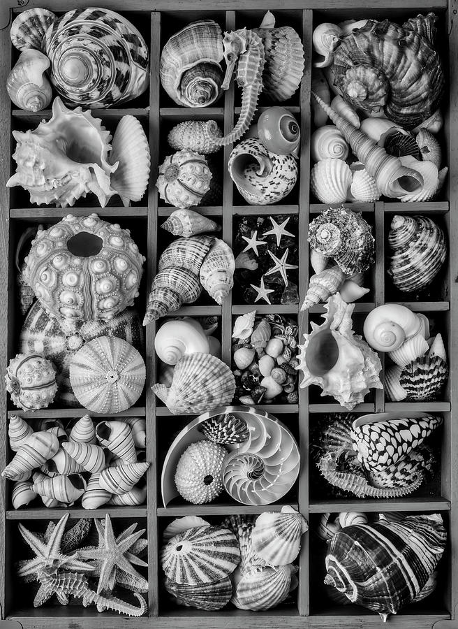 Compartments Full Of Seashells In Black And White Photograph by Garry Gay