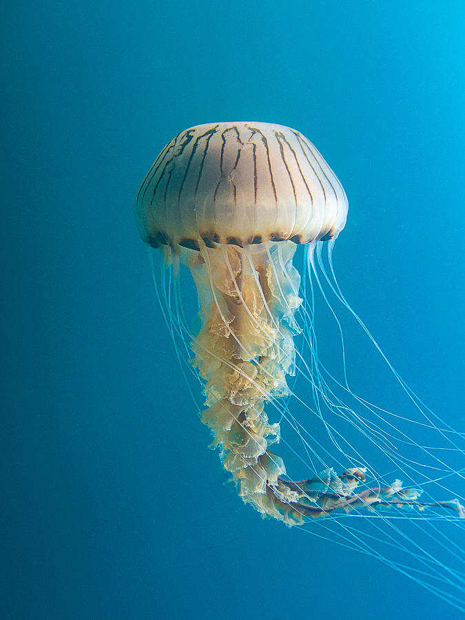 Nature Photograph - Compass Jellyfish by 2tanksphotography