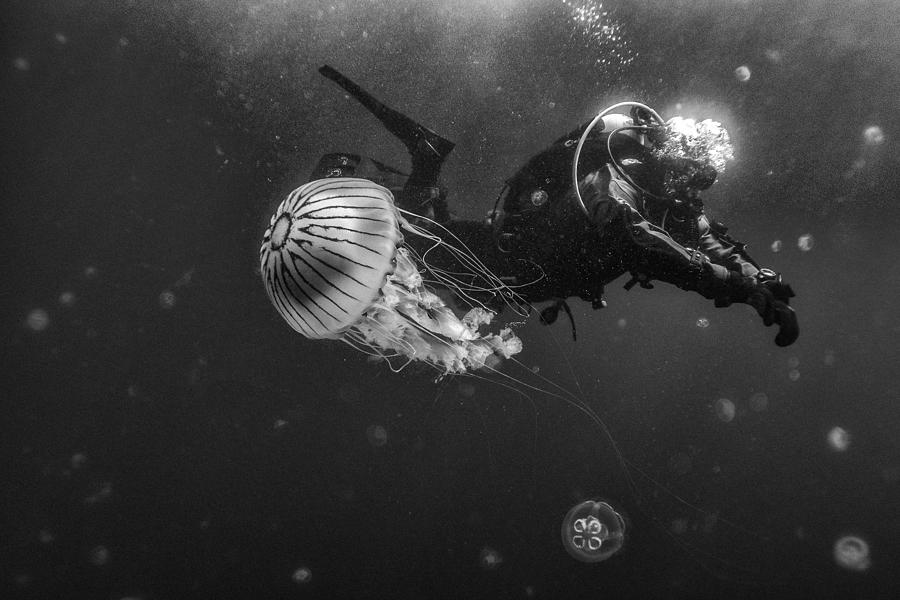 Nature Photograph - Compass Jellyfish & Diver by 2tanksphotography