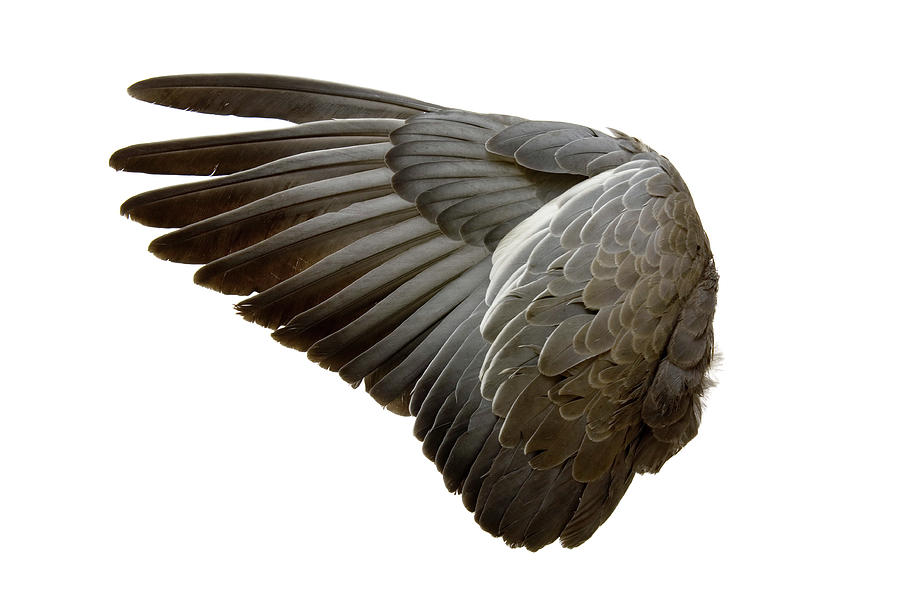Complete Wing Of Grey Bird Isolated On Photograph by Grafissimo