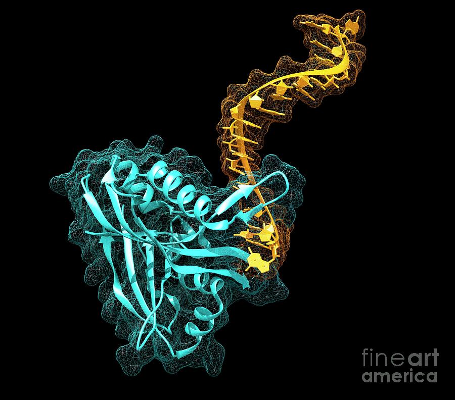 Complex From Crispr-cas Gene Editing System Photograph by Carlos Clarivan/science Photo Library