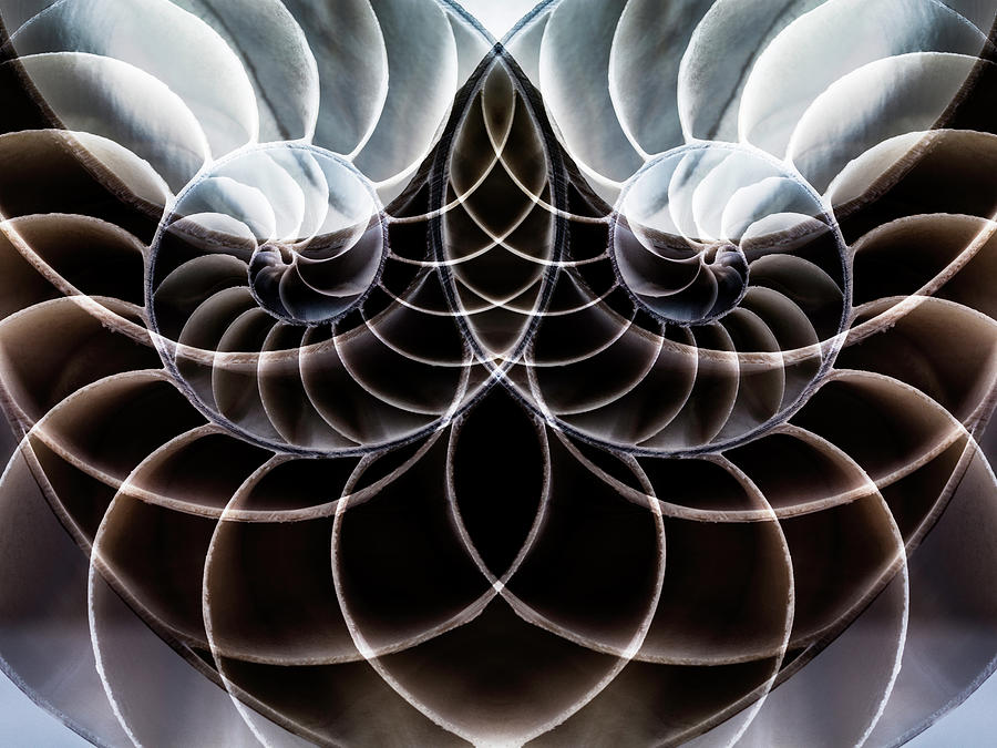 Composite Of A Cut Nautilus Conch To Photograph by Angel Herrero De Frutos