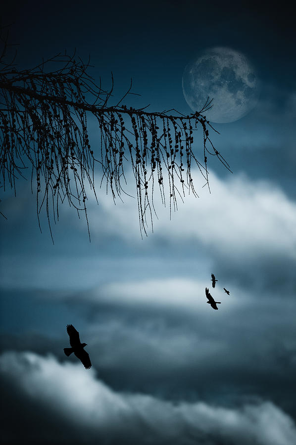 Composition With Tree, Moon, Clouds And Photograph by Andreas Schott (bonnix)