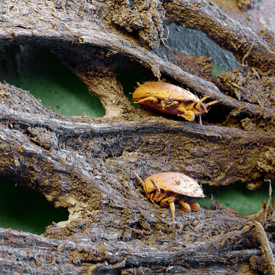 Compost Beetles Photograph by Meckes/ottawa