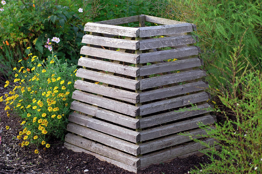 Compost Container Made Of Boards, Anthemis Tinctoria dyers Chamomile Photograph by Friedrich Strauss