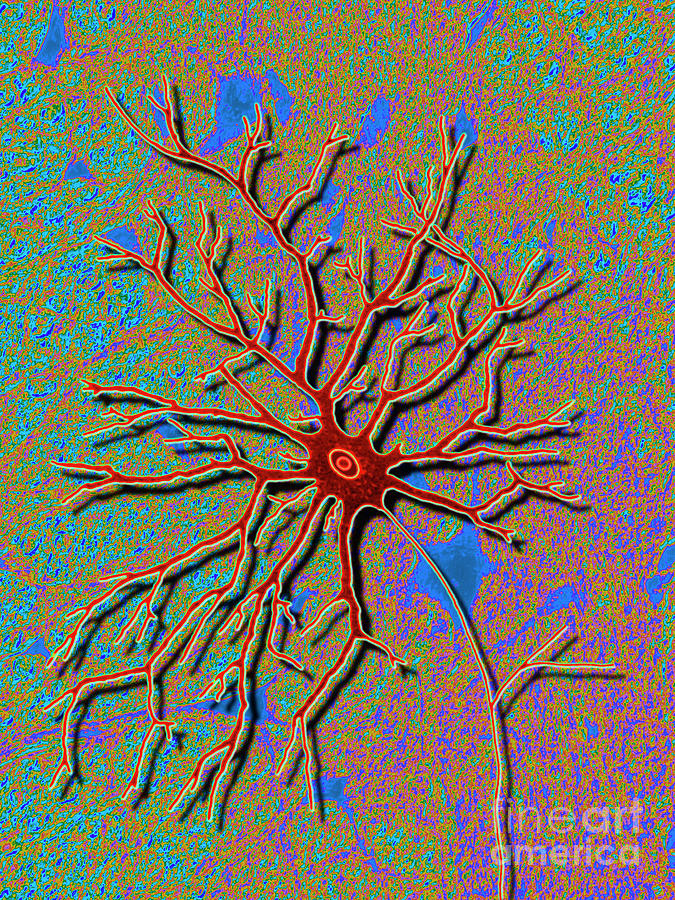 Computer Artwork Of A Multipolar Nerve Cell Photograph by Alfred Pasieka/science Photo Library