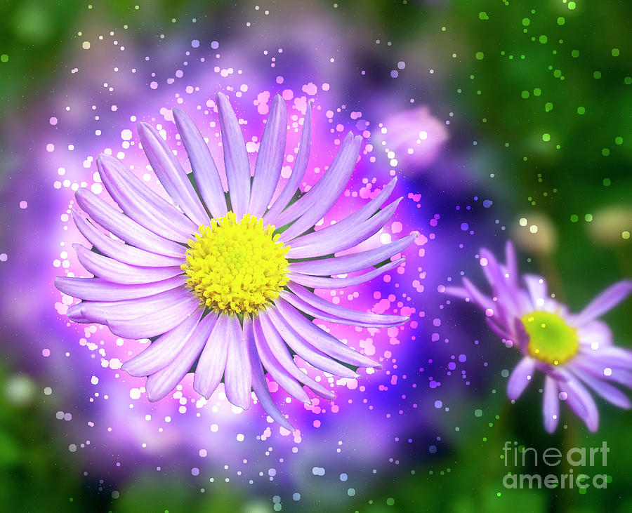 Computer generated African Daisy art l1 Photograph by Humorous Quotes
