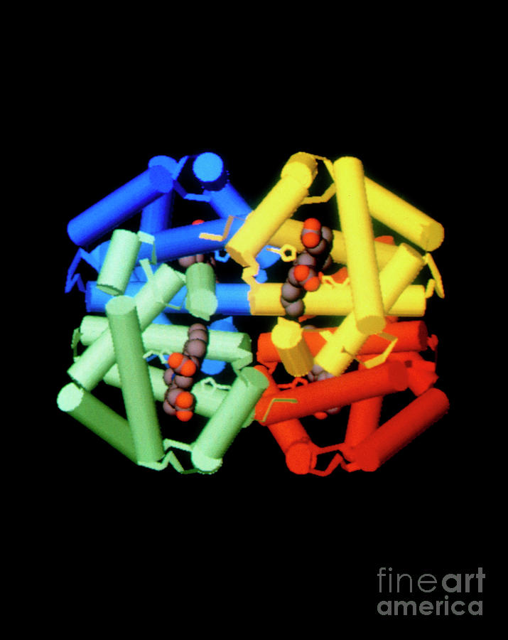 Computer Graphic Photograph - Computer Graphic Image Of The Haemoglobin Molecule by Laboratory Of Molecular Biology, Mrc/science Photo Library