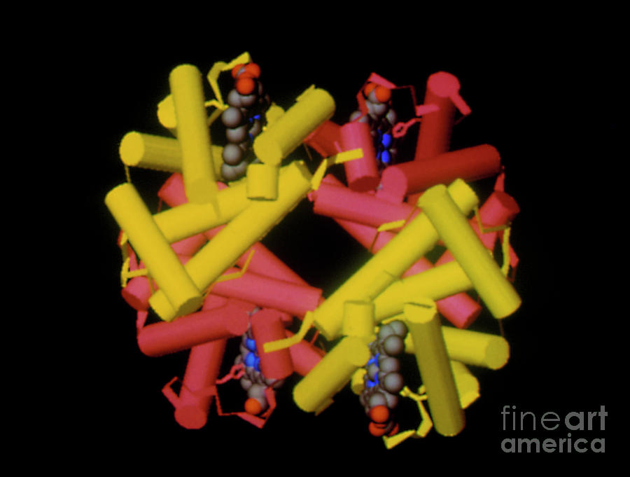 Computer Graphic Image Of The Heamoglobin Molecule Photograph by Laboratory Of Molecular Biology, Mrc/science Photo Library