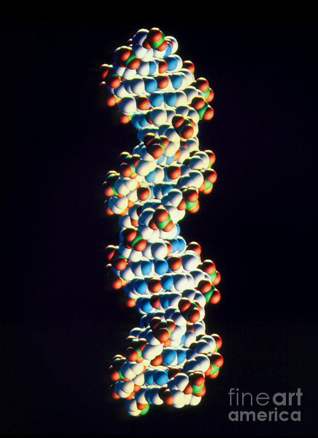 Computer Graphic Of Dna Double Helix Structure Photograph by Oxford Molecular Biophysics Laboratory/science Photo Library