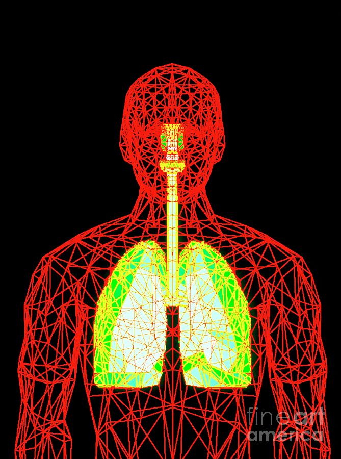 Computer Graphic Of Wire-frame Figure With Lungs Photograph by Dr Michael Smith, Milton S. Hershey Medical Centre/science Photo Library