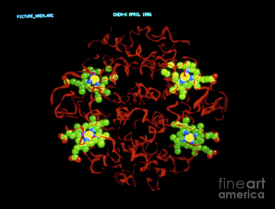 Computer Graphics Image Of A Haemoglobin Molecule Photograph by Chemical Design/science Photo Library