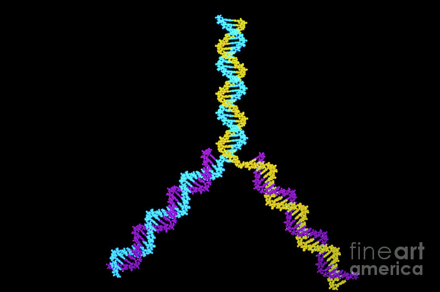 Computer Graphics Of Dna Replication Photograph by Clive Freeman, The Royal Institution/science Photo Library