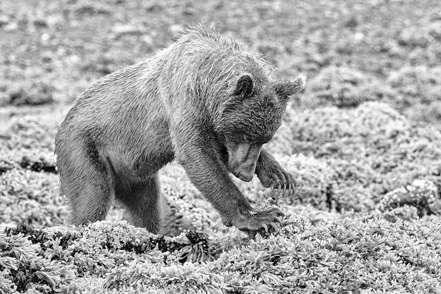 Concentrating Coastal Brown Bear in Monochrome Photograph by Mark Hunter