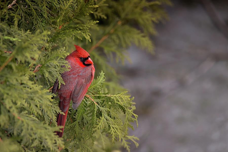 Cardinal Photograph - Concentration - Northern Cardinal - Cardinalis cardinalis by Spencer Bush