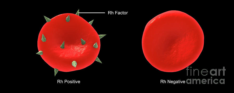Conceptual illustration of Rh factor on a red blood cell. Digital Art by Stocktrek Images
