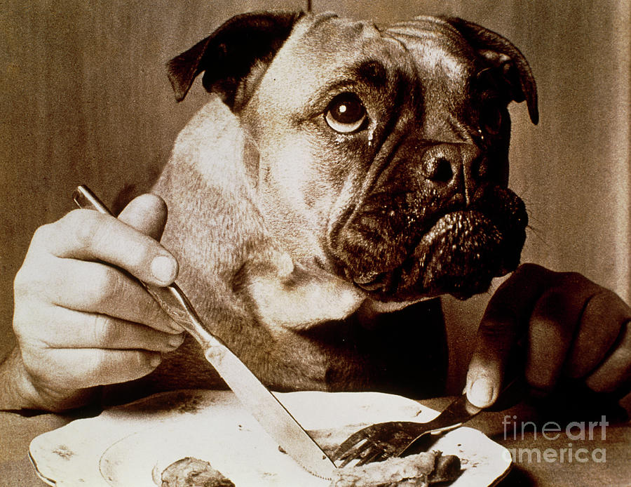 Conceptual Image Of A Dog With Human Hands Eating Photograph by Oscar Burriel/science Photo Library