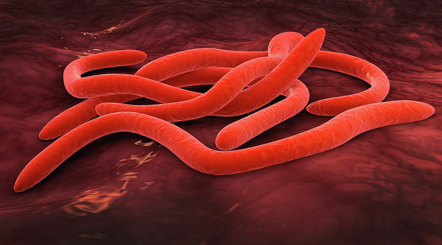 Conceptual Image Of Fusobacteria Photograph by Stocktrek Images - Fine ...