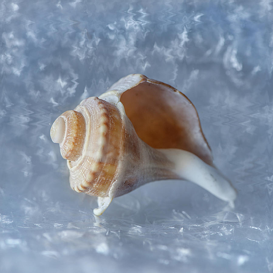 Conch against blue background Photograph by Cordia Murphy