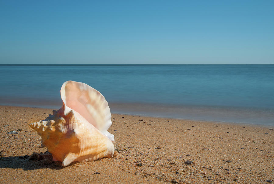 Conch on the Beach Photograph by Mark Duehmig