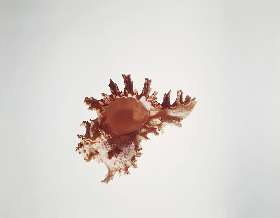 Conch On White Background Photograph by Tom Kelley Archive