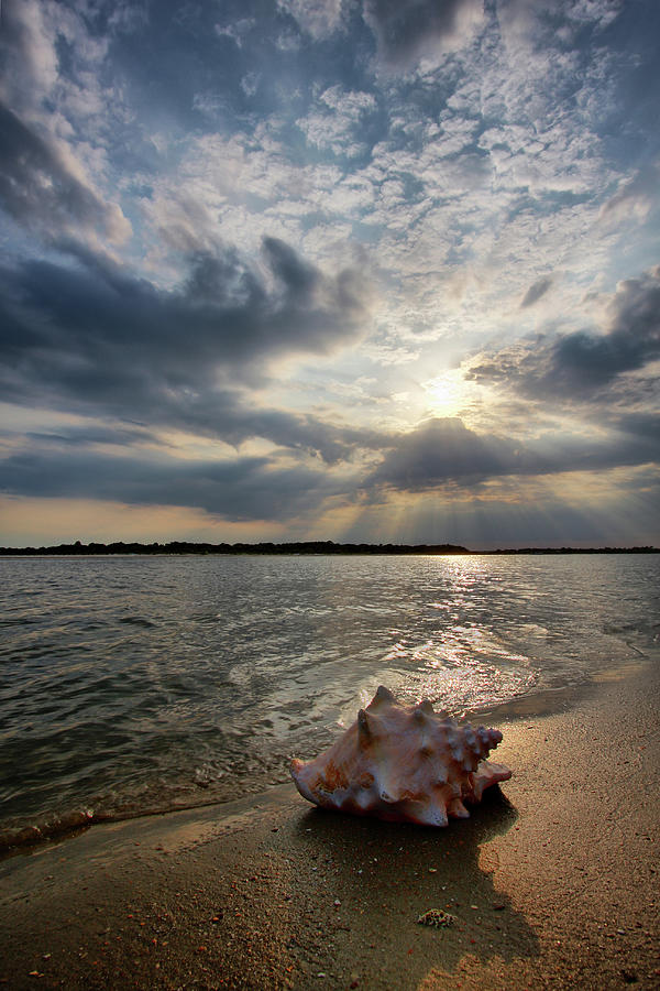 Conch Shell At Beach Photograph by Photo By Claudia Domenig