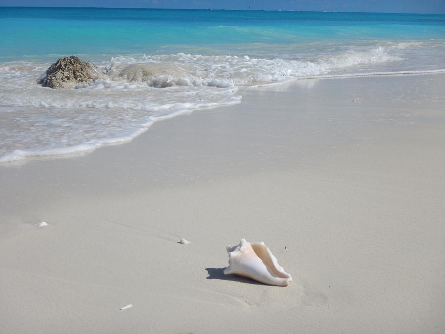 Conch Shell at Leeward Beach Turks and Caicos Photograph by Patricia Caron