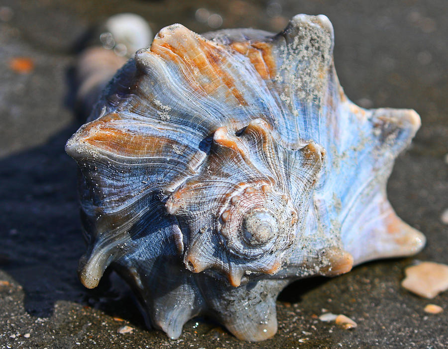 Large Welk shell  Photograph by Jordan Hill