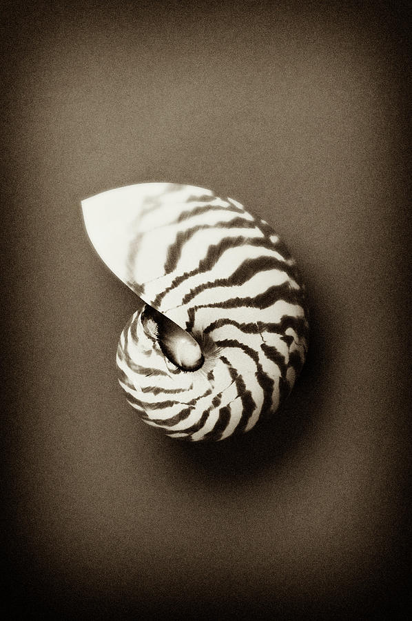 Shell Photograph - Conch Shell by Wiff Harmer