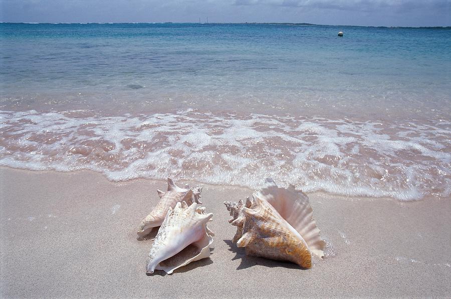 Conch Shells On Beach Shore Digital Art by Gunter Grafenhain