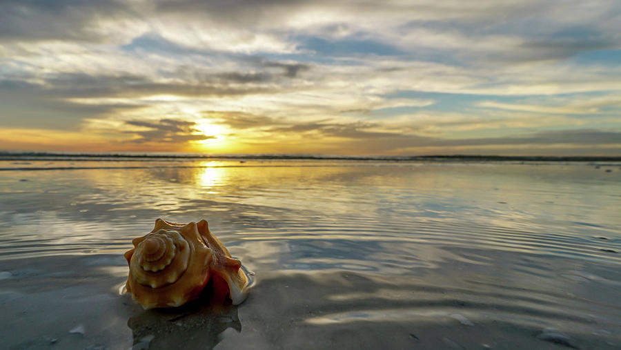 Conch Sunset Photograph by Joey Waves Conch Sunset Photograph by Joey Waves