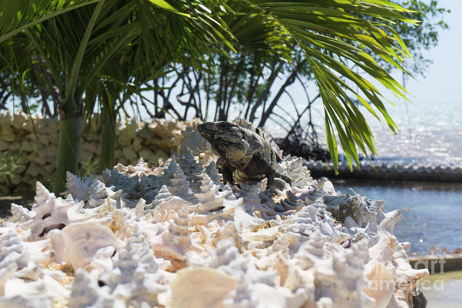 Conch Wall King by Randall Saltys Conch Wall King by Randall Saltys