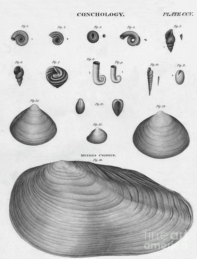 Conchology Drawing by Print Collector