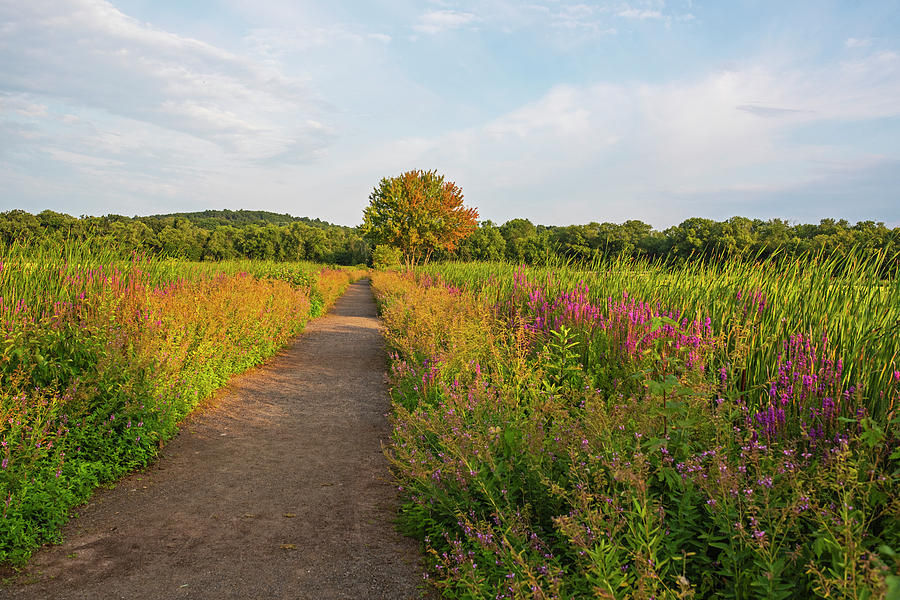 Concord Great Meadows Lupine Pathway Photograph by Toby McGuire