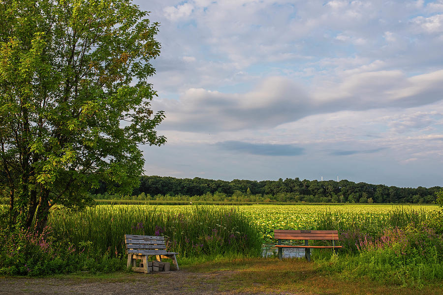 Concord MA Great Meadows Benches New England Lotus Bloom Photograph by Toby McGuire