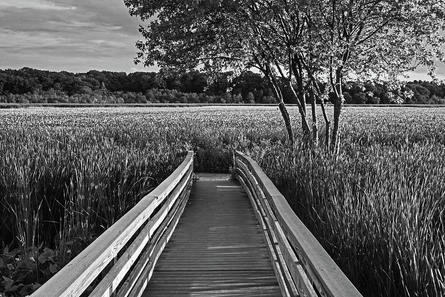 Concord MA Great Meadows Boardwalk Lotus Bloom Black and White Photograph by Toby McGuire