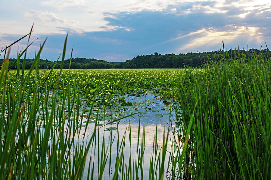 Concord MA Great Meadows Sunrise Pond Tall Grass Lotus Bloom Photograph by Toby McGuire