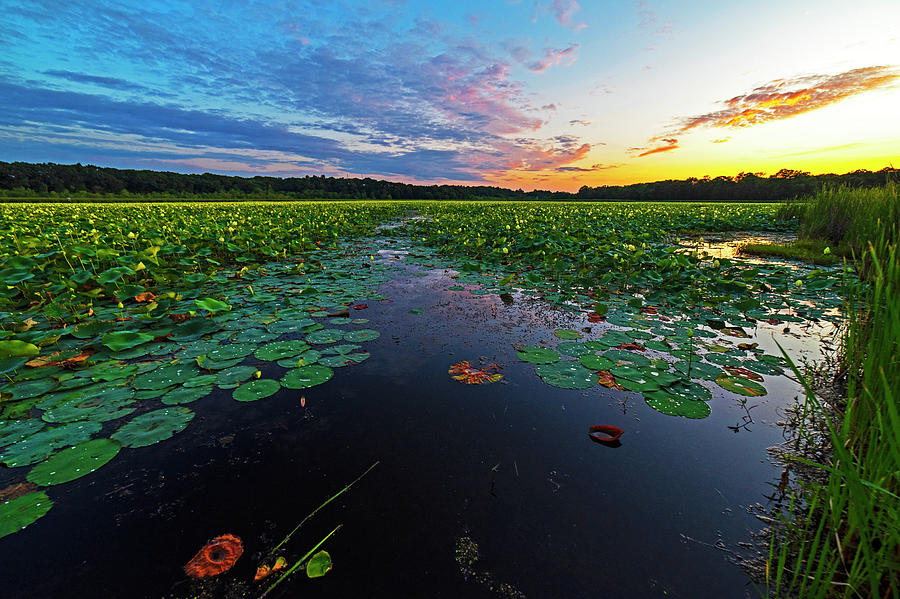 Concord MA Great Meadows Sunset Lotus Bloom Lilly Pads Photograph by Toby McGuire